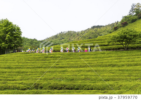 田畑 緑茶畑 宝城郡 37959770