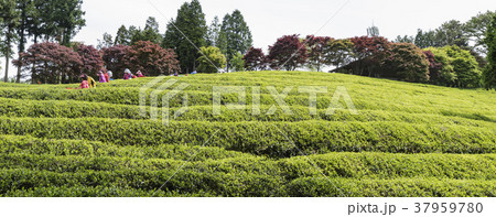 田畑 緑茶畑 宝城郡 37959780