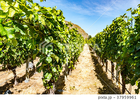 ニュージーランドのワイン畑 ニュージーランドのワイン畑 37959961