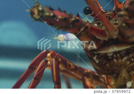 イセエビに付着したムラサキハダカエボシ 37959972