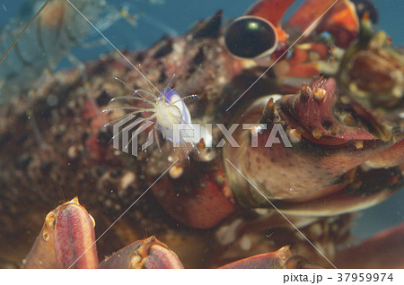 イセエビに付着したムラサキハダカエボシ イセエビに付着したムラサキハダカエボシ 37959974