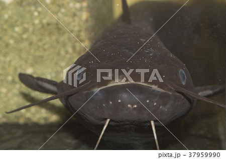 ナマズ顔 37959990