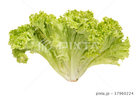 Bunch of light green salads on white background. Bunch of light green salads on white background. 37960224