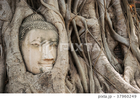 Buddha Head in Ayutthaya, Thailand. 37960249