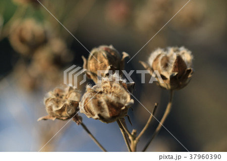 枯芙蓉 枯芙蓉 37960390