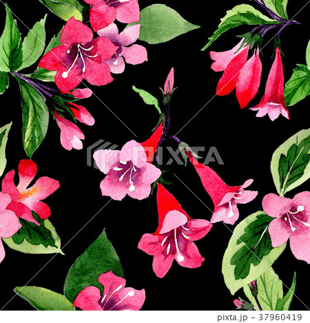 Wildflower weigela flower pattern in a watercolor Wildflower weigela flower pattern in a watercolor 37960419
