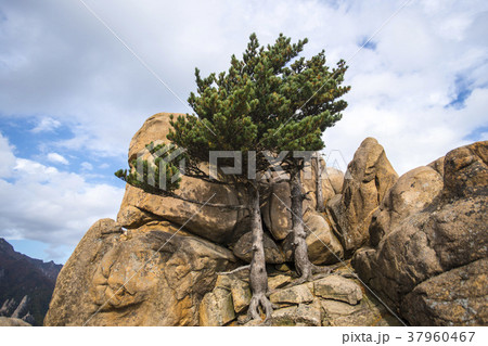雪岳山 江原道 束草市 37960467