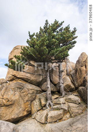 自然 雪岳山 山 37960468