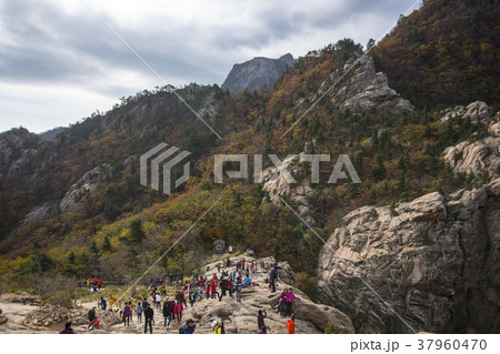 自然 雪岳山 山 37960470