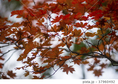 紅葉 自然 韓国 37960492