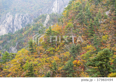 雪岳山 束草市 季節 37960494