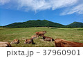 青空と牛 37960901