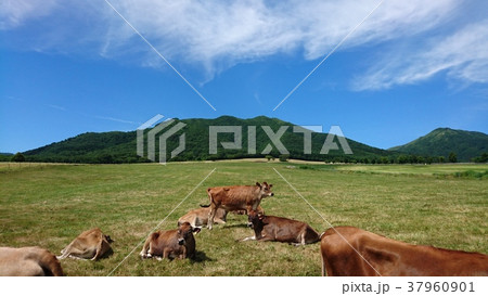 青空と牛 青空と牛 37960901