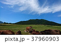 青空と牛 37960903