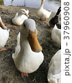 アヒルの群れ 37960908