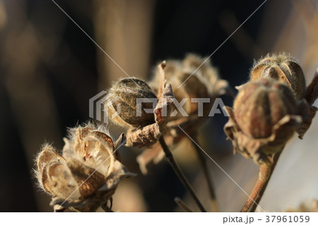 枯芙蓉 枯芙蓉 37961059