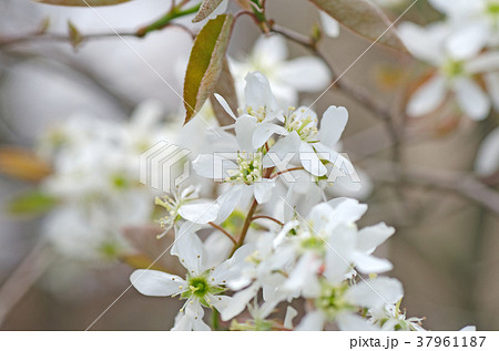ジューンベリー アメリカザイフリボク の花の写真素材