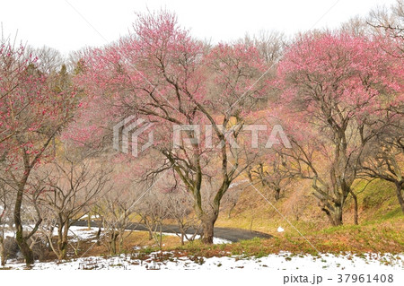 梅花 梅花 37961408