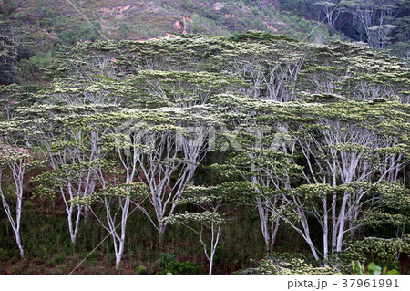 ASIA EAST TIMOR TIMOR LESTE FOREST LANDSCAPE 37961991