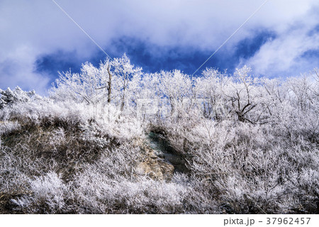 木 冬 雪岳山 37962457