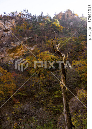 山 秋 フルリムゴル 37962518