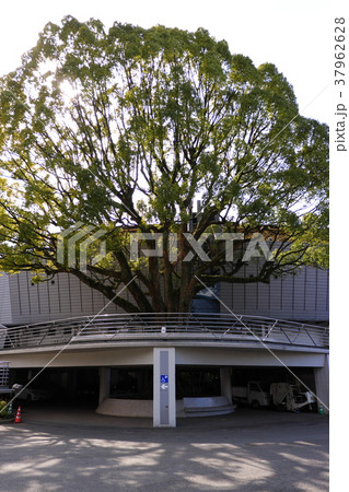 藤崎台県営野球場 藤崎台県営野球場 37962628