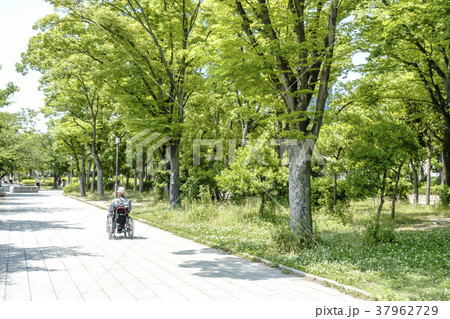 大阪城公園記念樹の森を車いすで散歩する老人 大阪城公園記念樹の森を車いすで散歩する老人 37962729