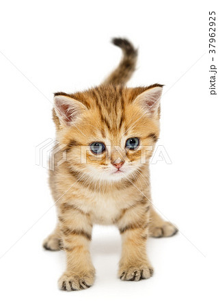 Small British kitten Small British kitten 37962925