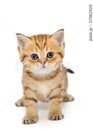 Small British kitten 37962926