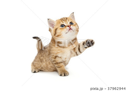 Small British kitten playing 37962944