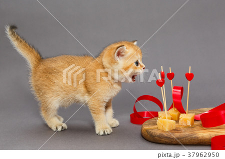 Little kitty and  cheese 37962950