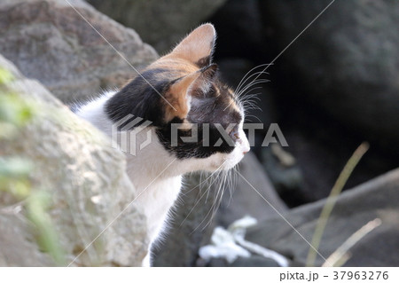三毛猫　横顔 37963276