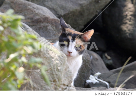 三毛猫 正面 三毛猫 正面 37963277
