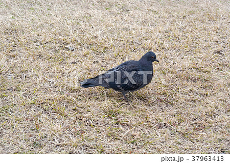 芝生の上を歩く黒い鳩 37963413
