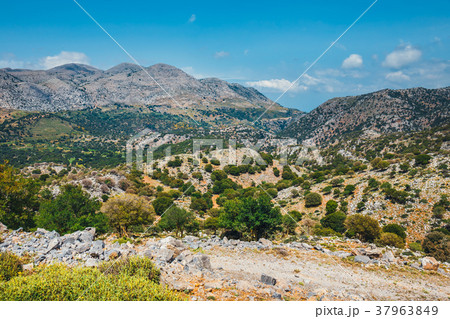 Olive fields on Crete Island in Greece Olive fields on Crete Island in Greece 37963849