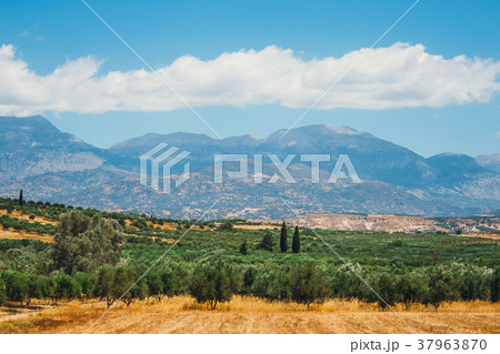 Olive fields on Crete Island in Greece Olive fields on Crete Island in Greece 37963870