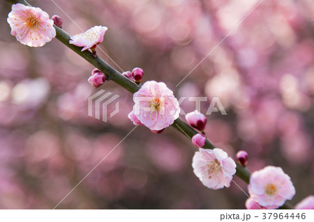 大牟田 普光寺 梅の花、 大牟田 普光寺 梅の花、 37964446