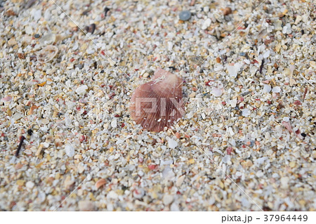 アズマニシキ 37964449