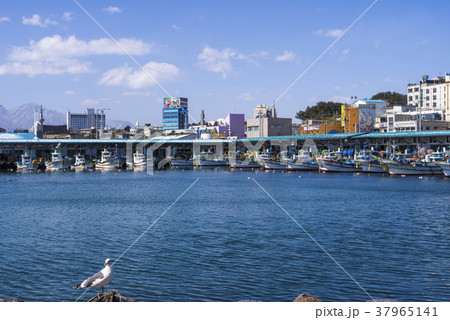 海 風景 カモメ 37965141