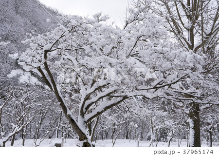 木 韓国 屋外 37965174
