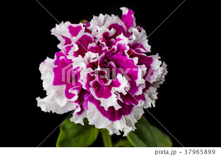 beautiful red flower 37965899