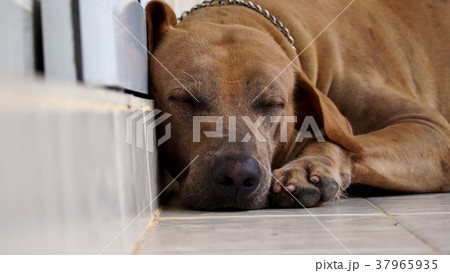 Sleeping Brown Dog Guarding The Front Door Sleeping Brown Dog Guarding The Front Door 37965935
