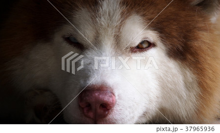 Brown Siberian Husky Staring Brown Siberian Husky Staring 37965936