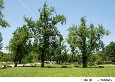 昼休みの公園 昼休みの公園 37966085