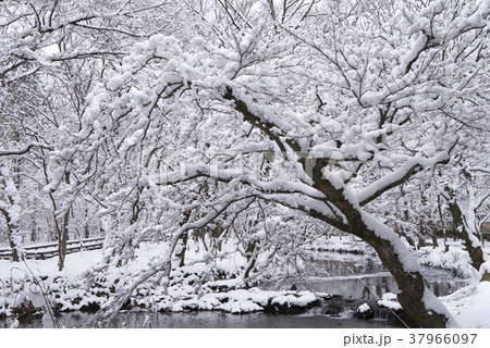 冬 木 雪景色 37966097