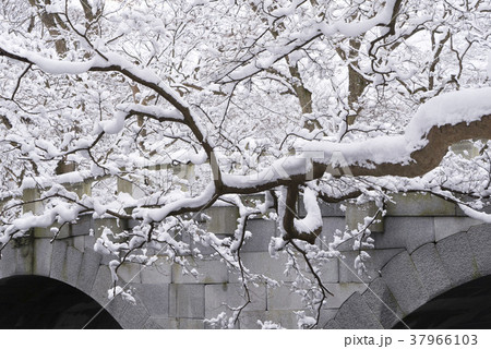 冬 木 屋外 37966103