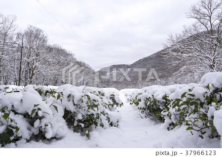 風景 木 雪景色 37966123