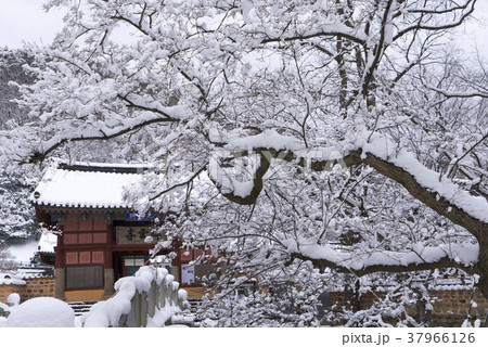 冬 木 屋外 37966126