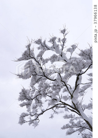 冬 木 雪景色 37966138
