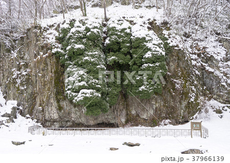冬 屋外 室外 37966139